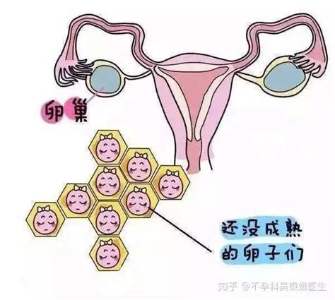 早上和晚上哪个时间同房受孕率更高？ 知乎