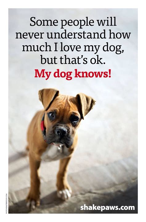 Why Do Dogs Love So Unconditional at Brianna Gellatly blog