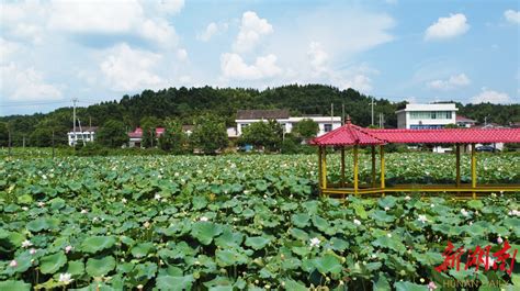 “后花园”里蔬果香——株洲市渌口区擦亮农业特色品牌 市州精选 湖南在线 华声在线