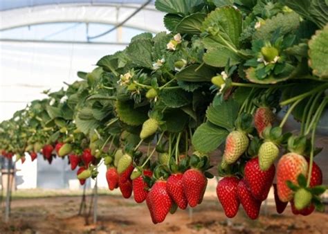 Culmina La Campa A Con Una Producci N De Toneladas De Fresas