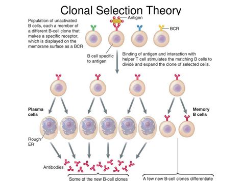 Ppt B And T Lymphocytes Mediaters Of Adaptive Immune Response Dr Mohammed Sharique Ahmed