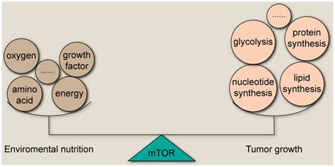 Critical Role Of Mtor In Regulating Aerobic Glycolysis In