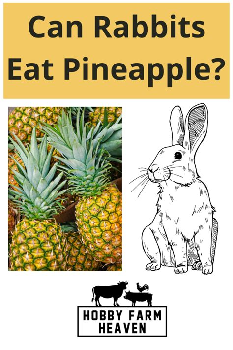 Fruits For Rabbits: Can Rabbits Eat Pineapple · Hobby Farm Heaven