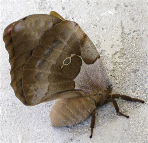 Polyphemus Moth Whats That Bug