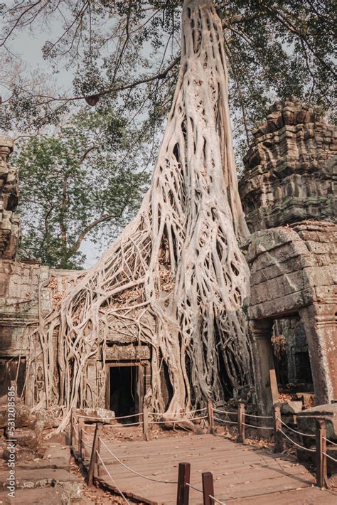 Strangler Fig Tree Overgrowing On A Ruin Temple In Angkor Wat