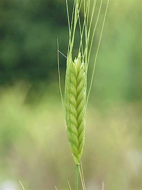 Einkorn Triticum Monococcum Beschreibung Steckbrief Systematik