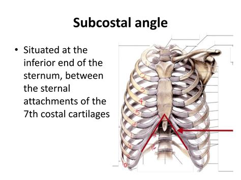 chest surface anatomy lec ppchest surface anatomy lec tx