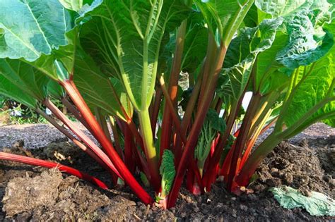 Growing Rhubarb: Varieties, Planting Guide, Care, Problems, and Harvest