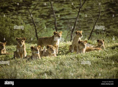 LION CUBS Panthera leo Stock Photo - Alamy