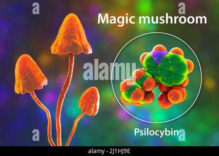 Magic Mushrooms And Psilocybin Molecule Illustration Stock Photo Alamy