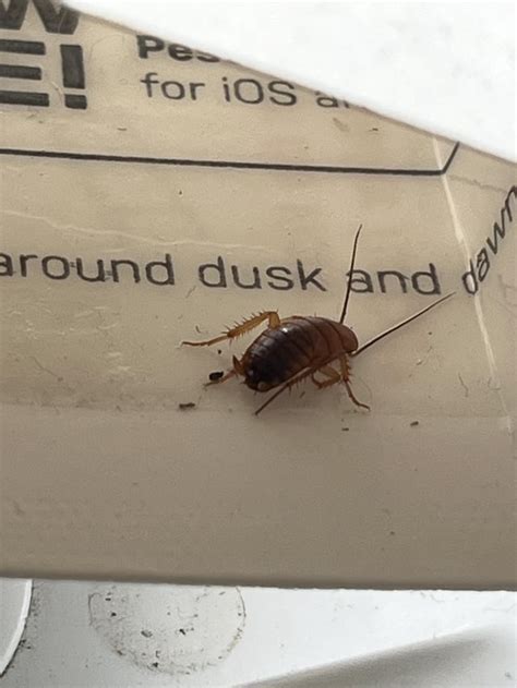 What kind of roach is this? Baby roach : r/pestcontrol