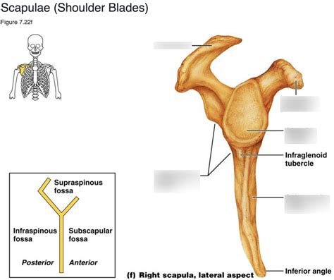 Scapulae Final Lab Practical Diagram Quizlet