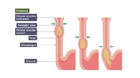 What Is Peristalsis