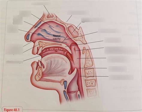 Pharynx Diagram Quizlet