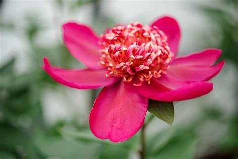 Five Types of Peony to Grow - BBC Gardeners World Magazine