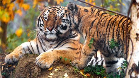 Pair Nature Face Branches Pose Two Tigers Stone Autumn 4K Lies