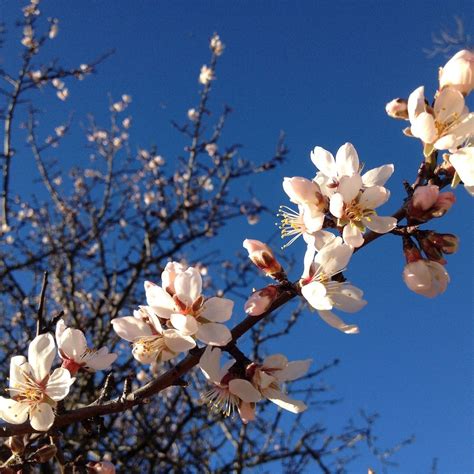 Zattera Stai Attento Volantino Alberi In Fiore Marzo Razza Umana