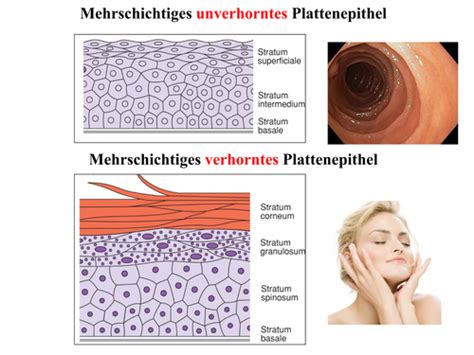 Histologie Epithelgewebe Karteikarten Quizlet