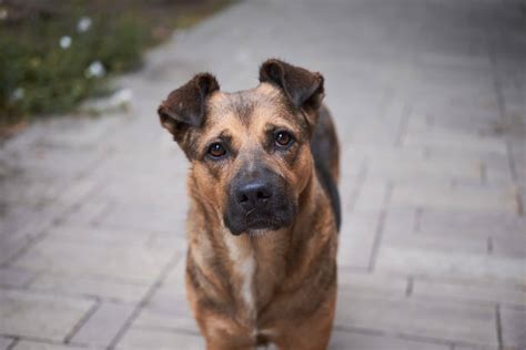 Consejos Para Adoptar Un Perro Abandonado O Callejero