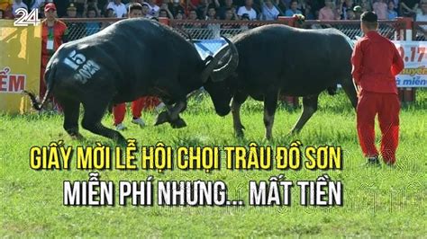 Giấy mời Lễ hội chọi trâu Đồ Sơn: Miễn phí nhưng... mất tiền | VTV24 ...