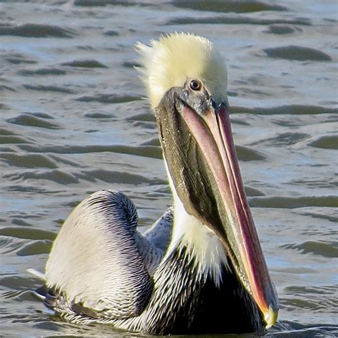 Field Trip Report Obx 2024 — Virginia Society Of Ornithology