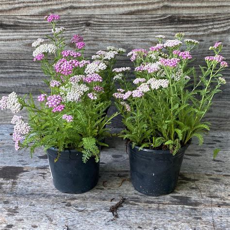 Oertels Rose Yarrow Achillea Millefolium Oertels Rose Servescape