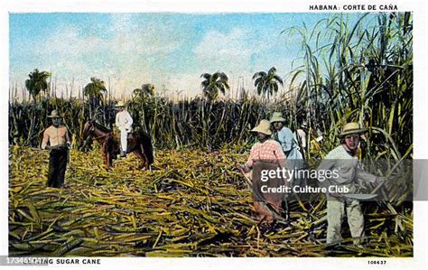 59 Vintage Sugar Cane Plantation Cuba Stock Photos High Res Pictures