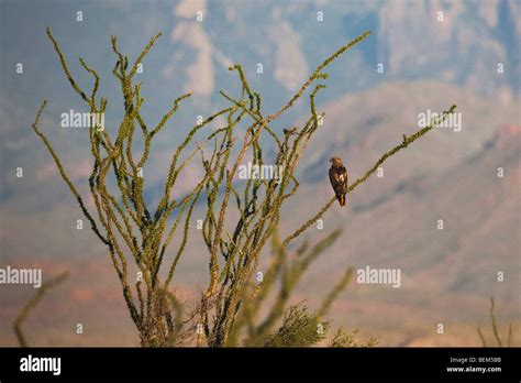 Red Tailed Hawk Buteo Jamaicensis Adult Perched In Ocotillo Big