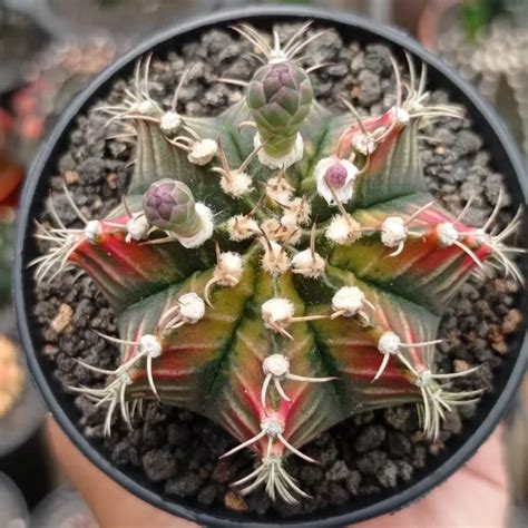 Gymnocalycium Thailand Cultivar Kaktus Sukulen Tanaman Hias Lazada