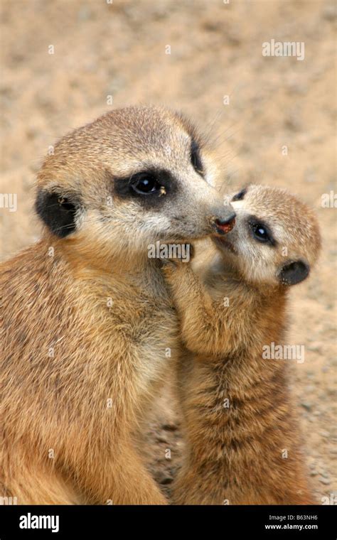 Newborn Meerkats