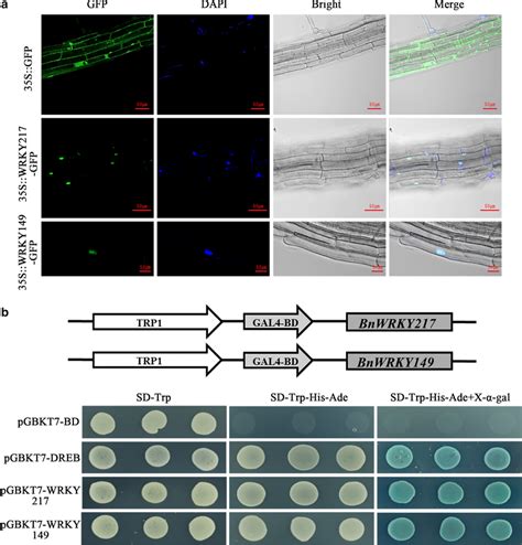 Subcellular Localization And Transcriptional Activity Analysis Of Download Scientific Diagram