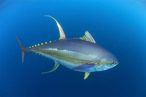 Albacore Vs Yellowfin Tuna An Easy Guide Gary Spivack