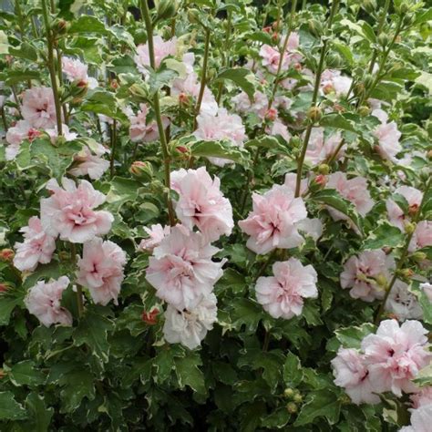 SUGAR TIP Rose Of Sharon Hibiscus Order Online