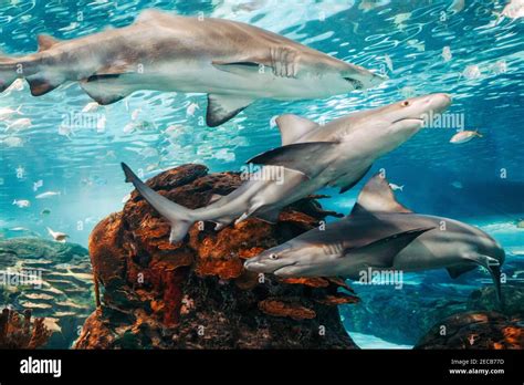 Giant scary sharks under water in aquarium. Sea ocean marine wildlife predators dangerous ...