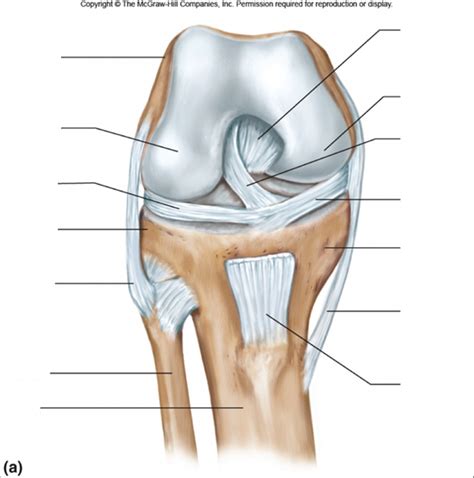 Knee Joint Ligaments Diagram Quizlet