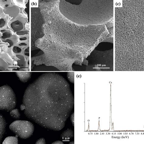 Histological Analysis Of HE Stained Sections Of Porous Granules Of Pure