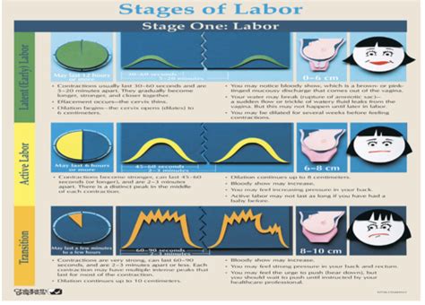 Ch. 8 The Stages of Labor Flashcards | Quizlet