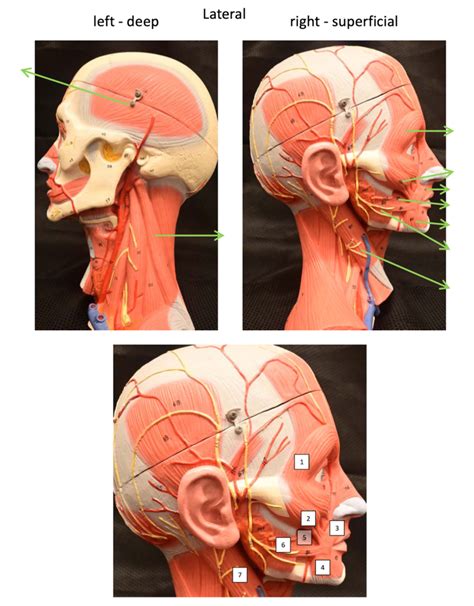 Head And Neck Lateral Diagram Quizlet