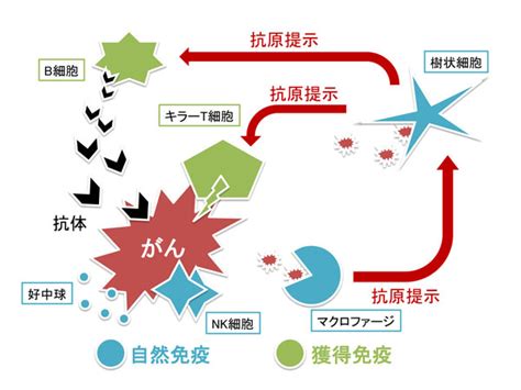 能動免疫 のうどうめんえき Japanese English Dictionary Japaneseclassjp