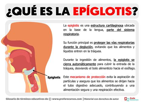 Qu Es La Ep Glotis Definici N De Ep Glotis