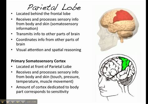 What Are The Symptoms Of Frontal Lobe Dementia