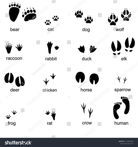 Animals Footprints Isolated On White Background Stock Vector Royalty