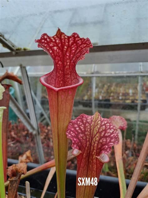 Sarracenia Moorei Sxm X Leucophylla Ruby Joyce X Var Alba L Mk