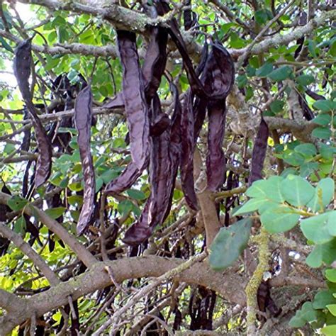 Carob Tree Seeds ceratonia Siliqua 10 Seeds in Frozen Seed Capsules™ for Seed Saving or Planting ...