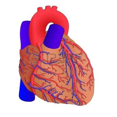 Clip Art Human Heart Clipart Best