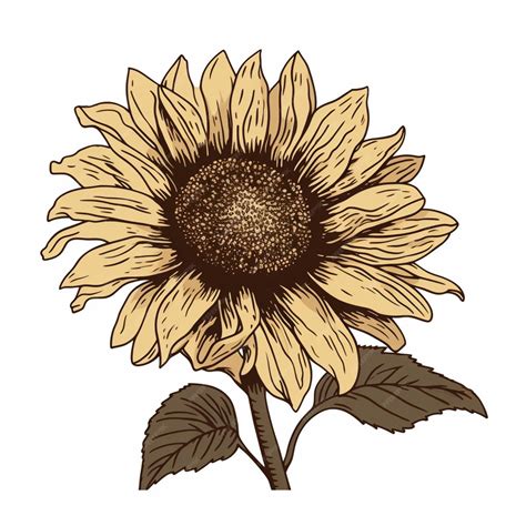 Premium AI Image | A sunflower on a white background