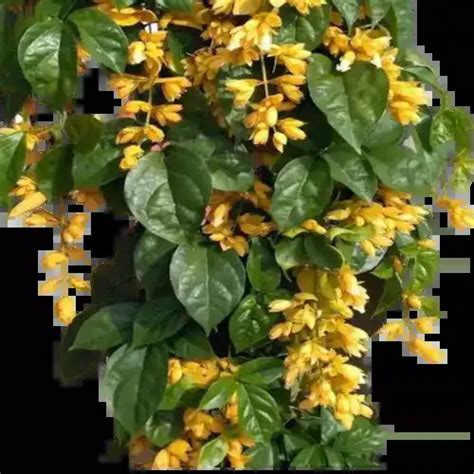 Golden Cascade Plant (Petraeovitex bambusetorum) - Jiffy Plants