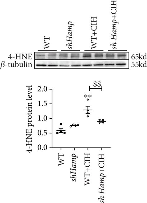 The Oxidative Stress Levels In The Wt And Shhamp Mice Treated With Cih Download Scientific