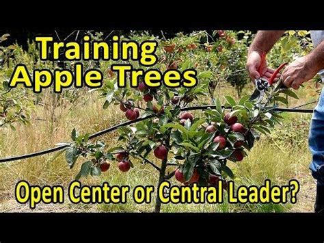 Training And Pruning Apple Trees Central Leader Or Open Center