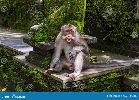 Monkeys In Ubud Monkey Forest Bali Island Stock Photo Image Of Face